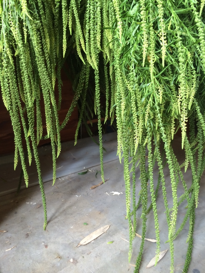 When plants are hung upside down to dry, it is easy to harvest seeds