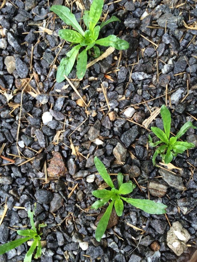 Weld seedlings in the gravel outside my studio, where I strip the plants after drying 