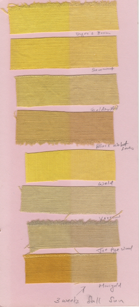 Recent lightfast tests using yellows harvested from my garden, August, 2015. Weld (Reseda luteola), Saw-wort (Serratula tinctoria), and Dyer’s broom (Genista tinctoria) all contain the same colorant, luteolin 