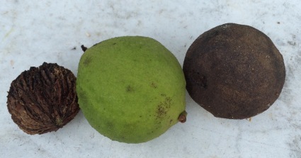 Fresh and dried walnuts and the actual “nut” inside the fruit