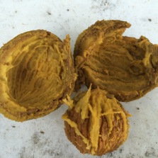 Walnut has been cooked long enough to split open the exocarp or outer skin