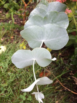 Silver dollar gum (Eucalyptus cinerea)