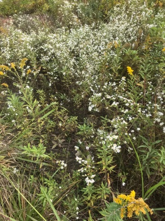 Goldenrod and white fall asters
