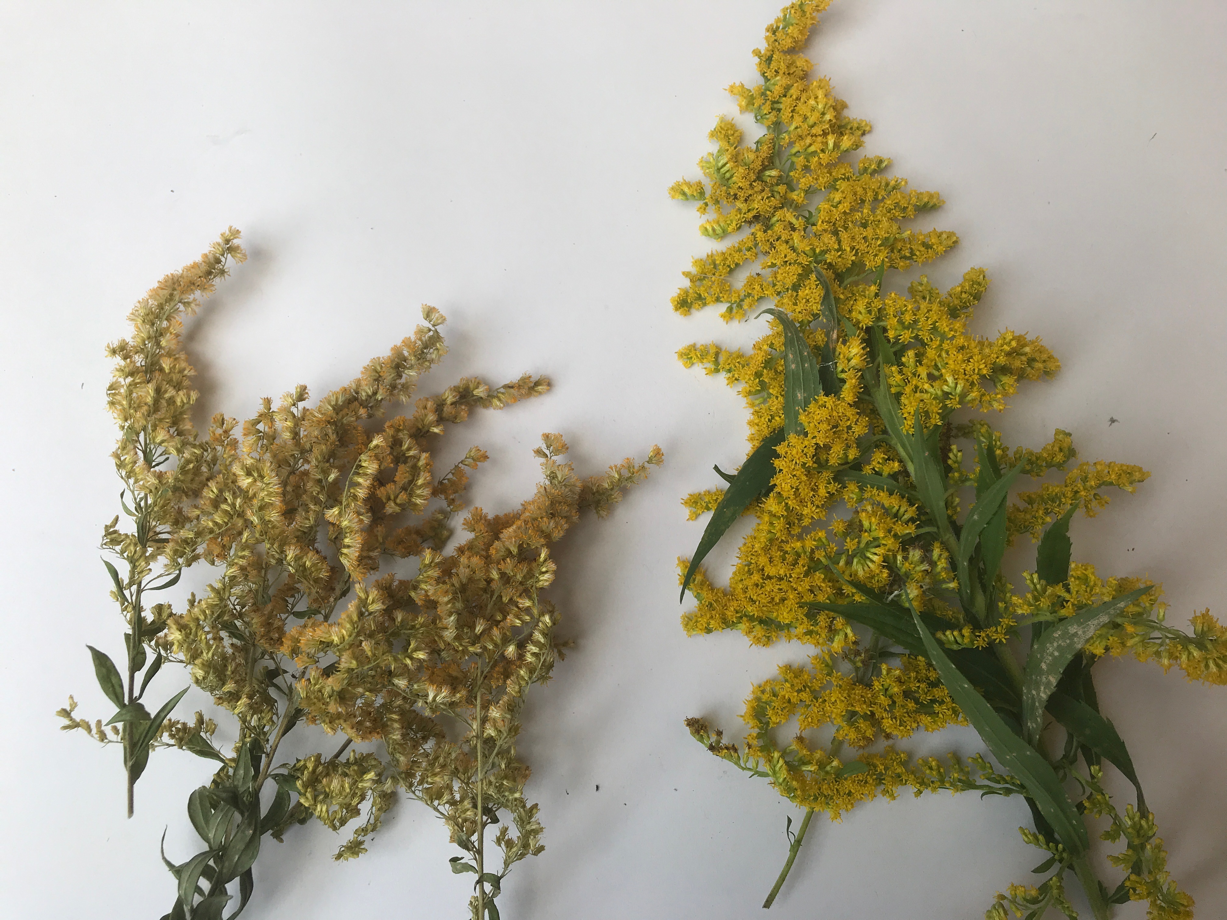 Natural Dye Dried Solidago Free USA Shipping Medicinal Herb Goldenrod Blossoms USA Grown